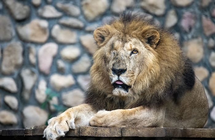 壽山動物園非洲獅「二哥」高齡辭世，23載生命旅程圓滿謝幕